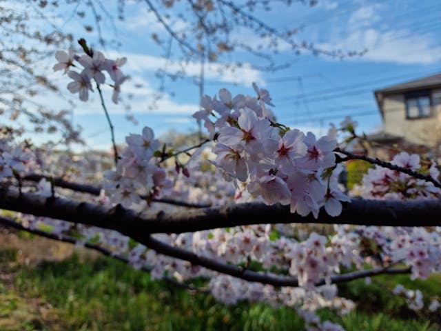 Read more about the article Hanami: Japans atemberaubendes Kirschblütenfest erleben